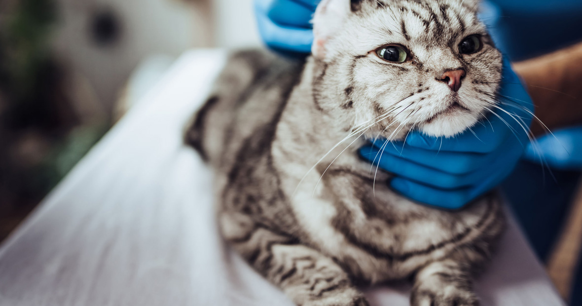 parasites digestifs chez les chats