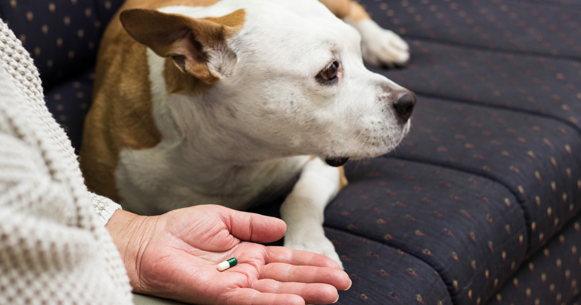 complément alimentaire