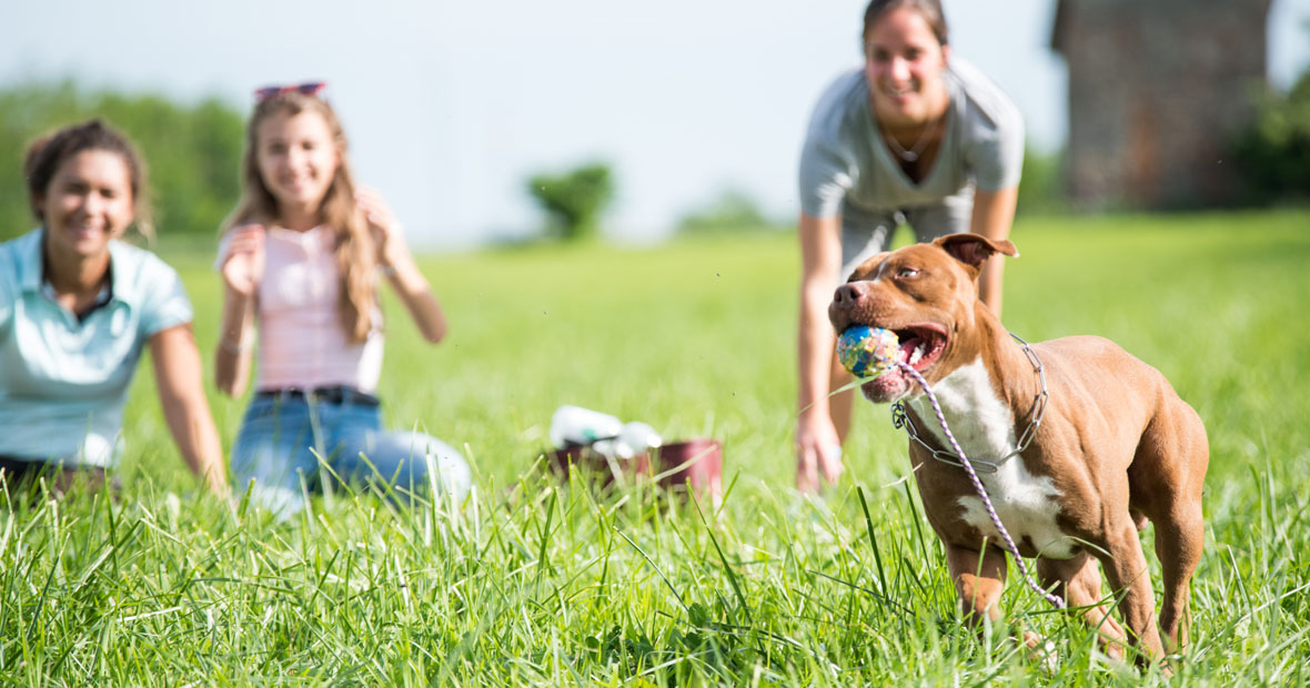 compagnon à quatre pattes